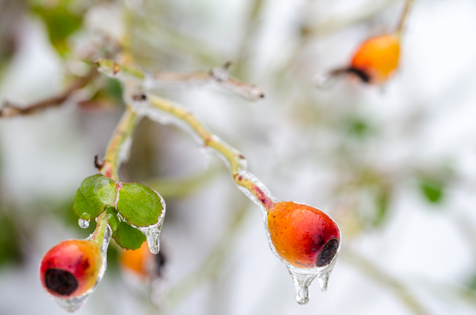 Reine Victoria ice covered rosehips in November