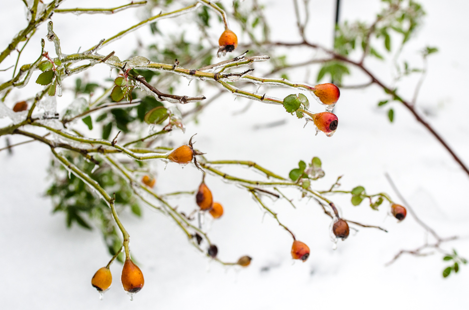 Reine Victoria ice covered rosehips