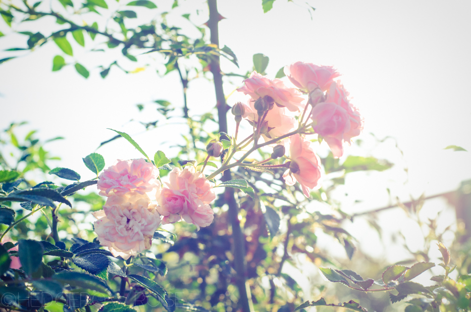 The Fairy Polyantha Rose 2 | Hedgerow Rose