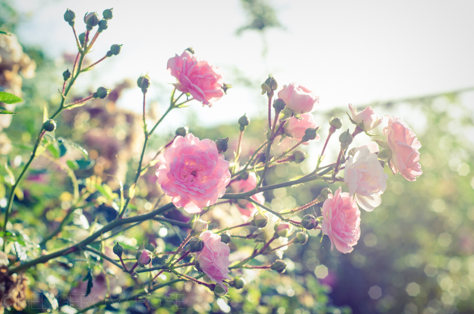 ‘The Fairy’ Polyantha and Earth Kind™ Rose