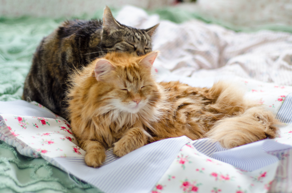 kitties on my quilt