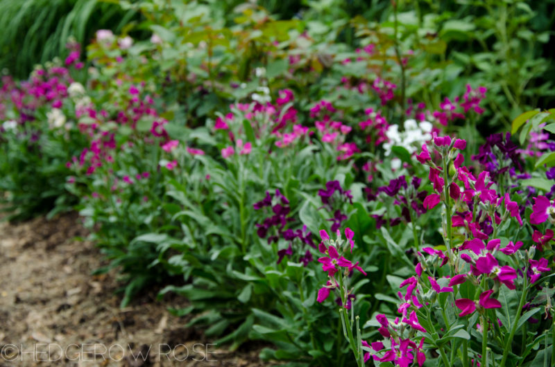 Growing: Fragrant “Ten Week Bouquet” Stock, Mattiola incana – Hedgerow ...