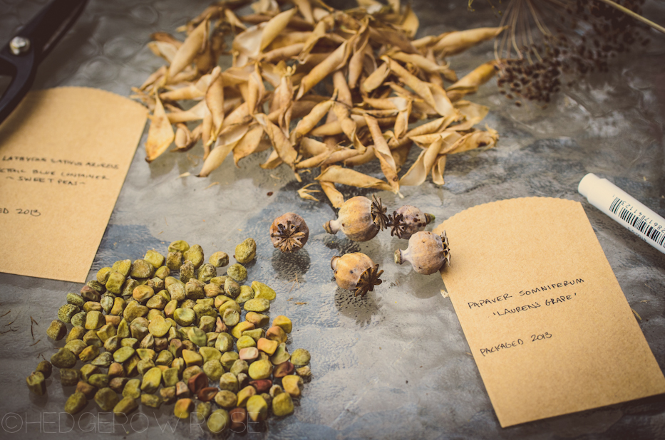 collecting seeds 9-12-2-2