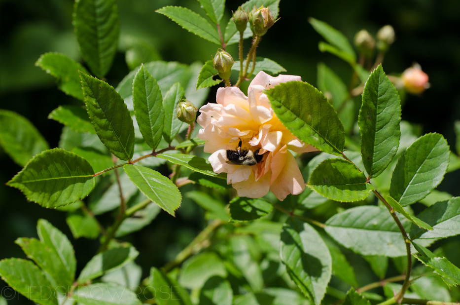 ghislaine de féligonde rose and bee