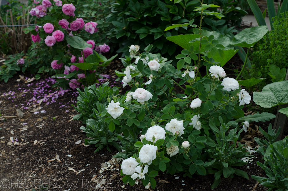 madame hardy in the garden