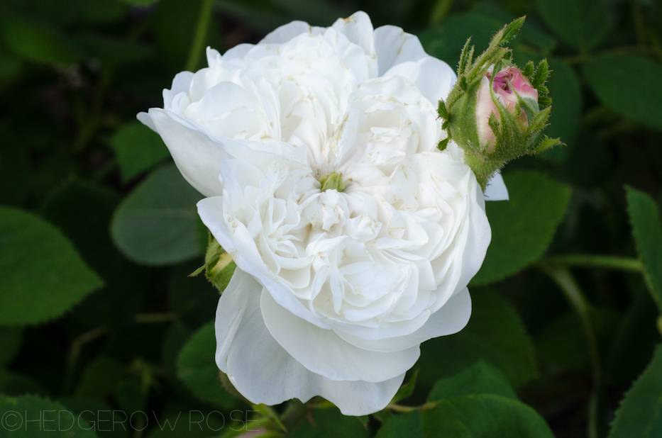 Fragrant Roses Hedgerow Rose