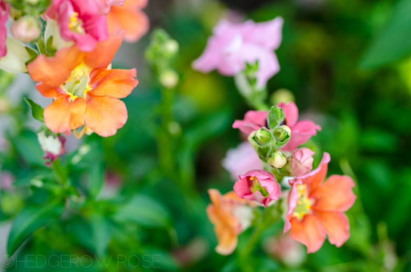 Chantilly Snapdragons, Last Summer’s MVP – Hedgerow Rose®