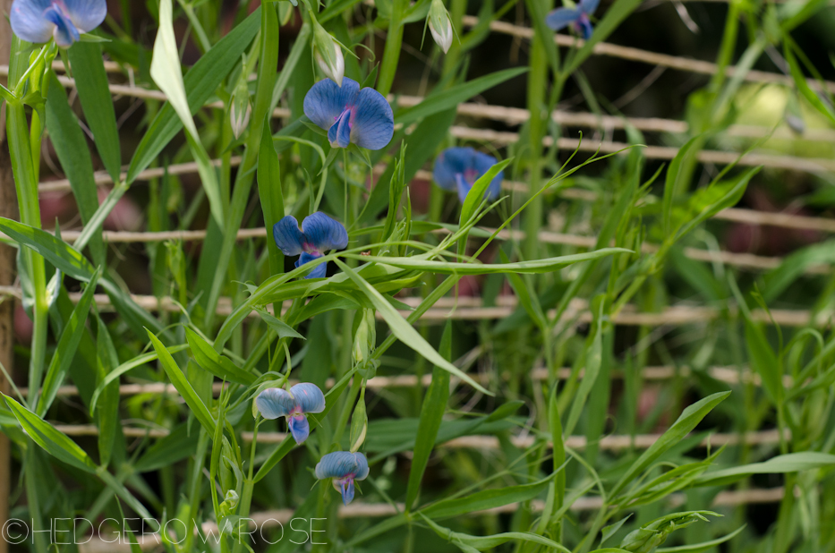 species sweet peas