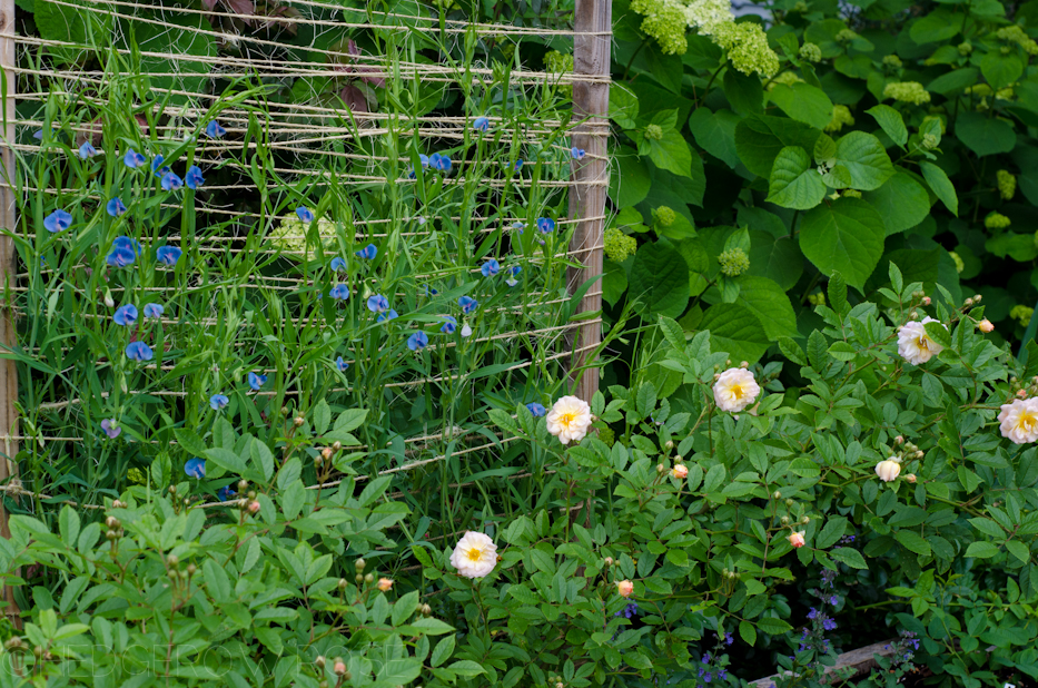 sweet peas and ghislaine de féligonde 2