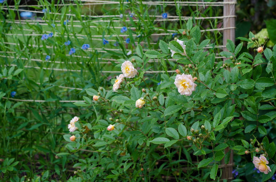 sweet peas and ghislaine de féligonde