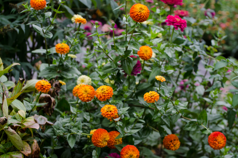 Blue Point Zinnias 9