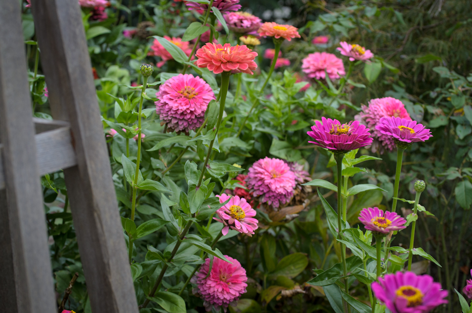 Bluepoint Zinnia 1