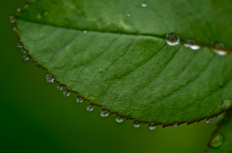 Dewdrops on Reine des Violettes