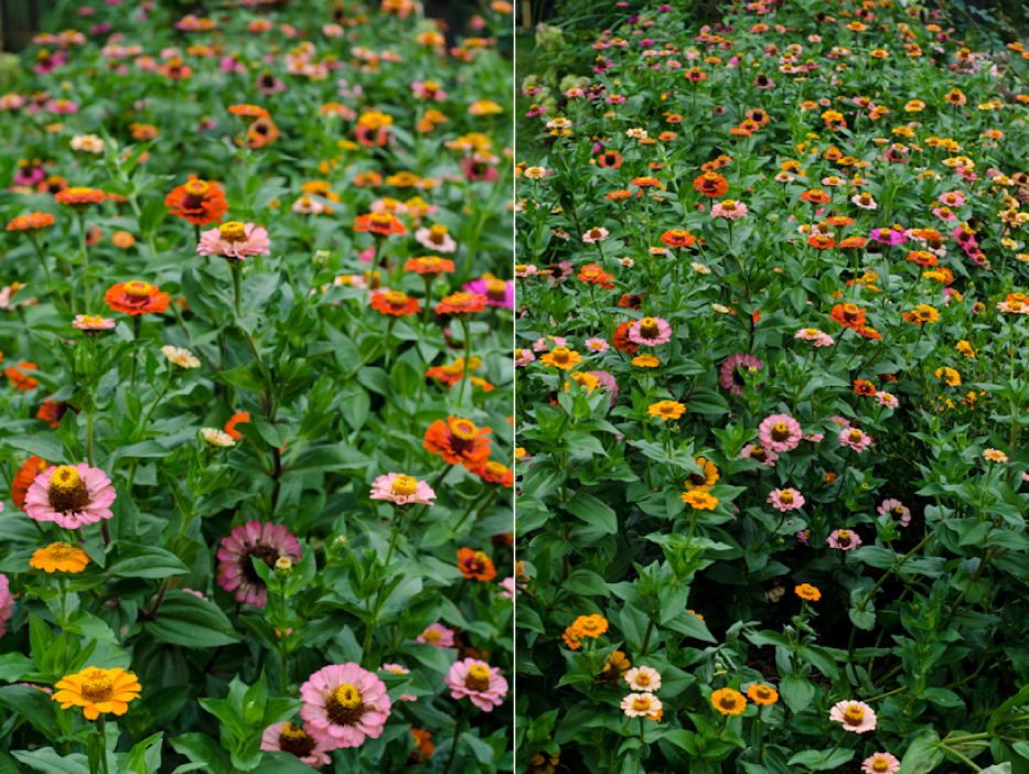 Planting-a-Zinnia-border