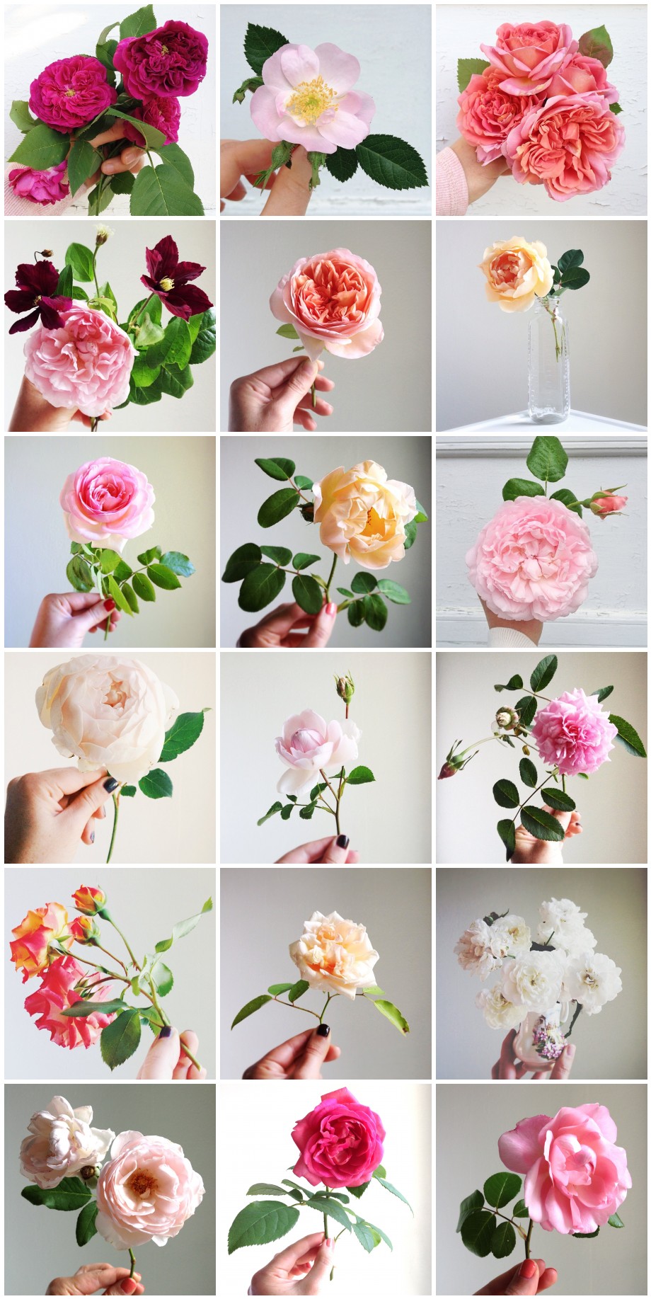 Simple Beauty Rose Series