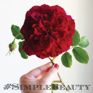 Simple-Beauty-Rose-Series-on-Instagram