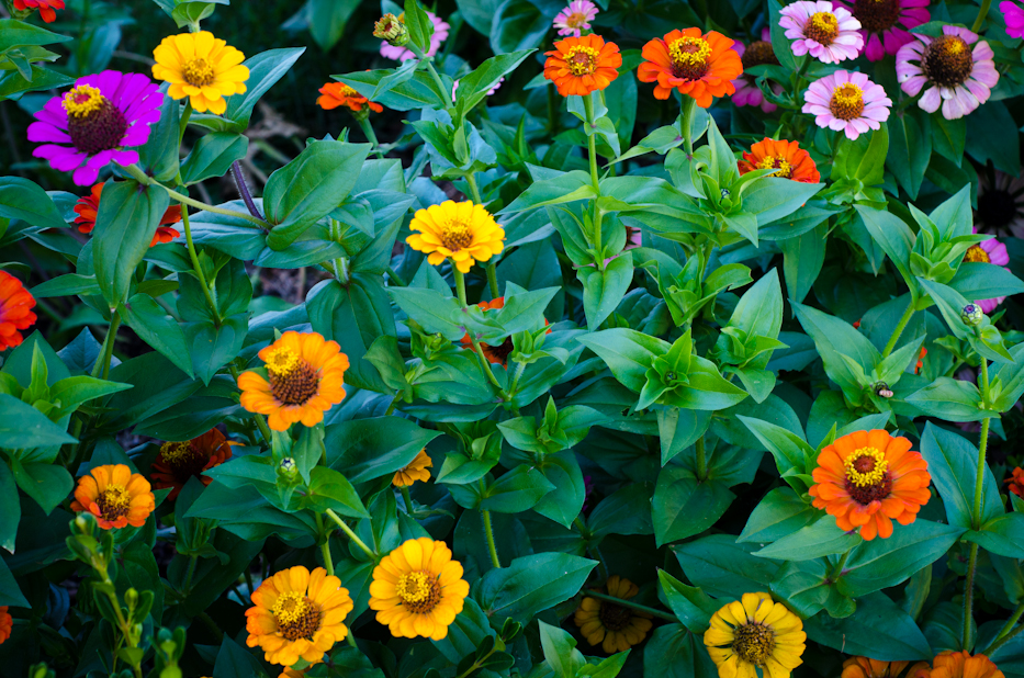 Zinnia Mix 10