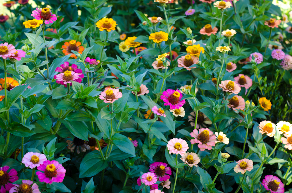 Zinnia Mix 11