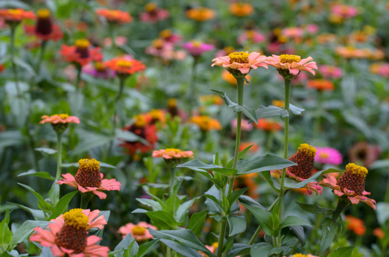 Growing: “Blue Point” Zinnias (and a tip for a quick and easy Zinnia ...