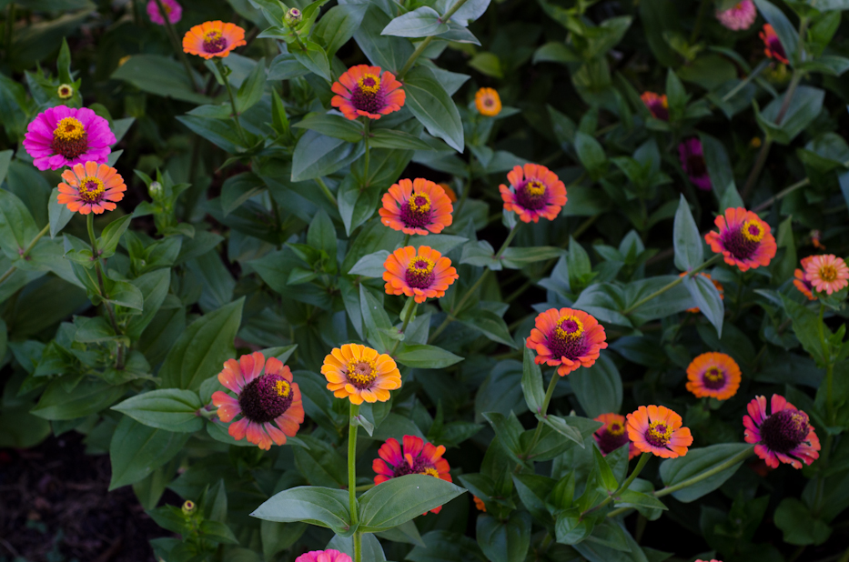 Zinnia Mix 8