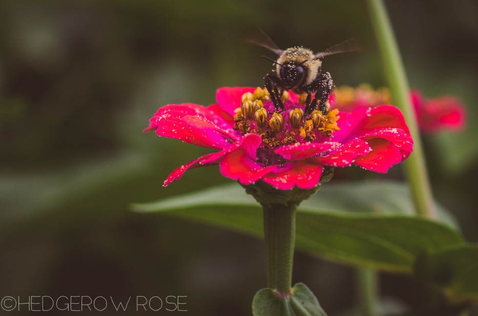 Zinnia and bee in August 2013 1