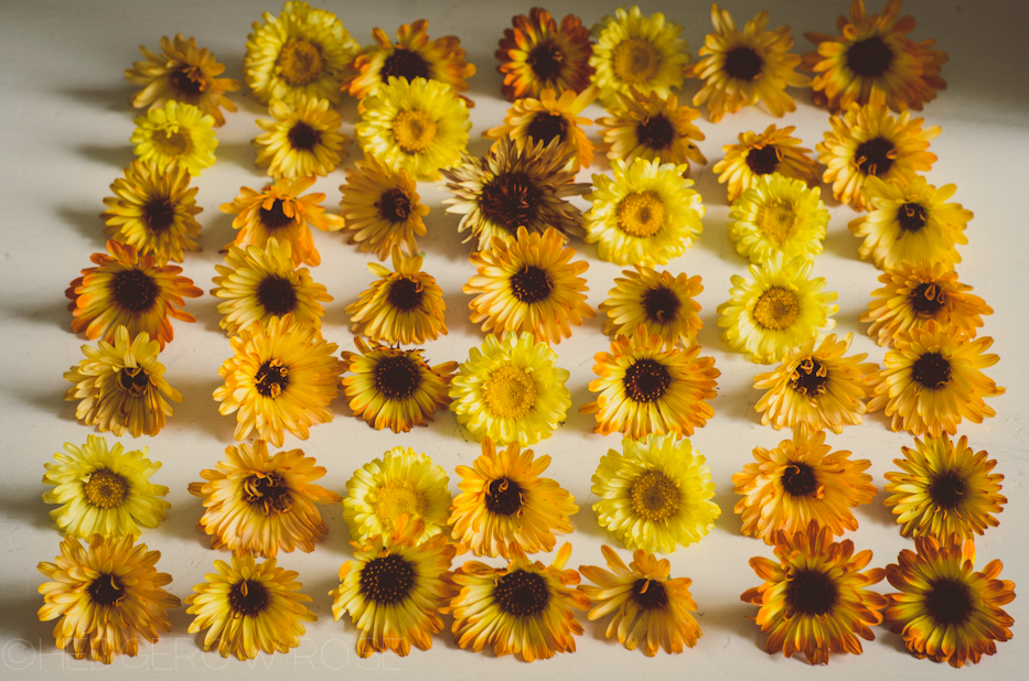 Collecting Calendula (and another seed giveaway!)