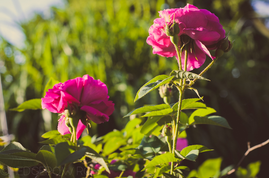 erinnerung an brod rose june 2013 3