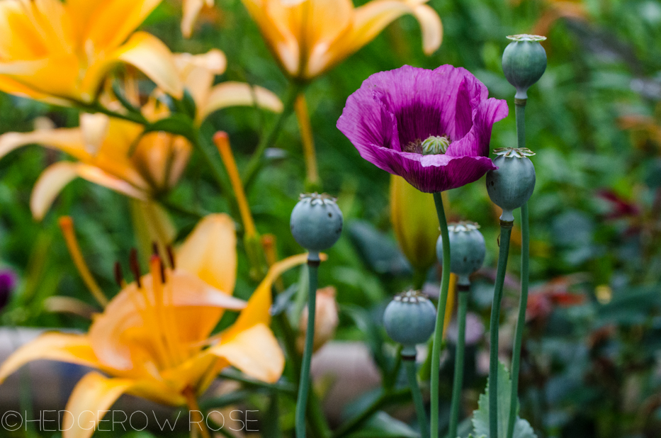 poppies and lilies