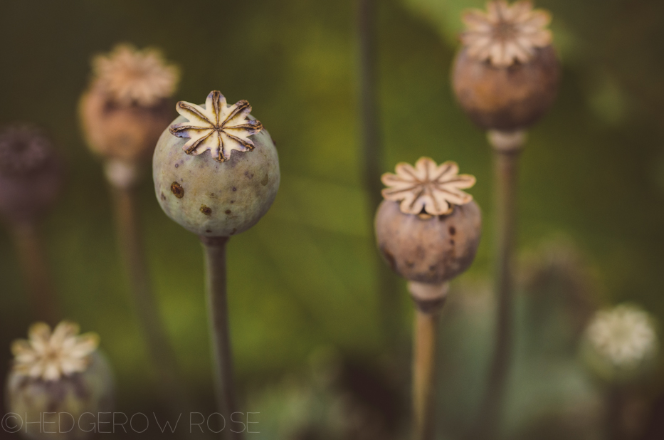 poppy pods 9-12-2-3