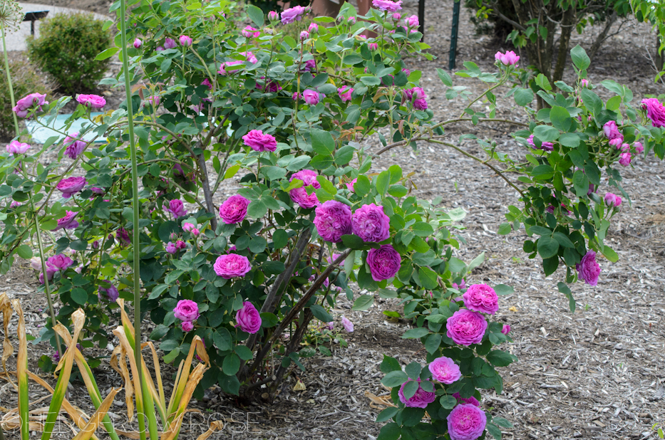 Reine des Violettes' Hybrid Perpetual Rose – Hedgerow Rose®