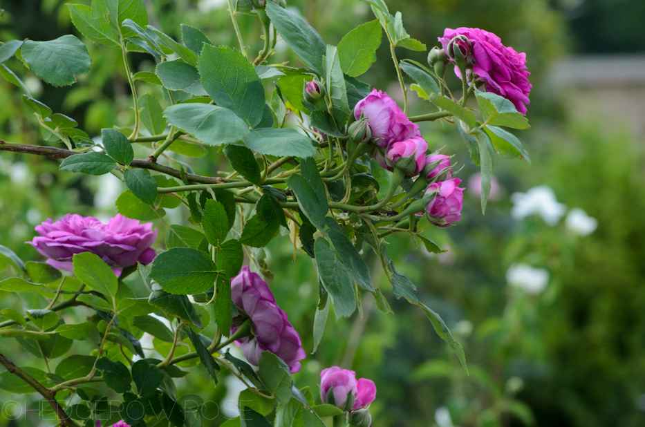 Reine des Violettes' Hybrid Perpetual Rose – Hedgerow Rose®