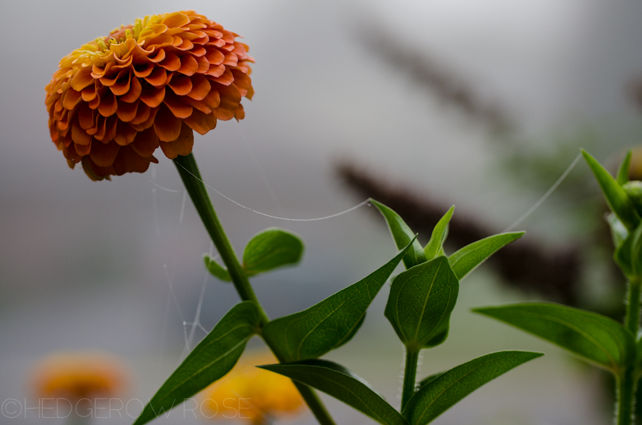 zinnias 10-14-2-4