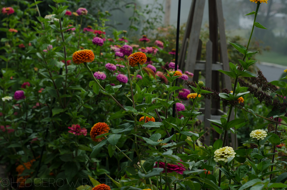 zinnias 10-14-2-5