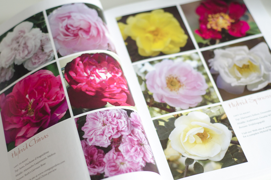 Book Giveaway! Vintage Gardens Book of Roses 4