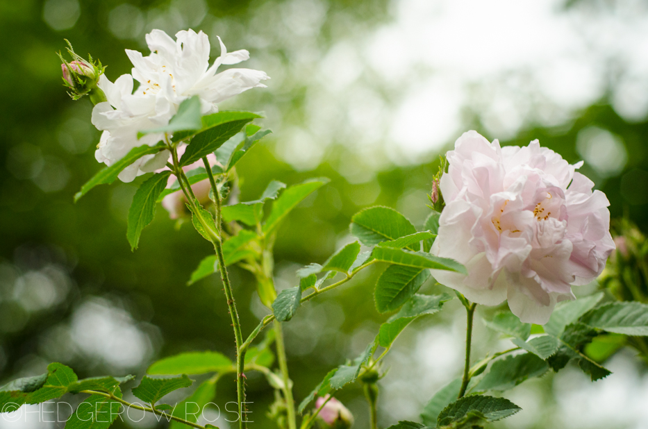 Celsiana Damask Rose in June 2013 3