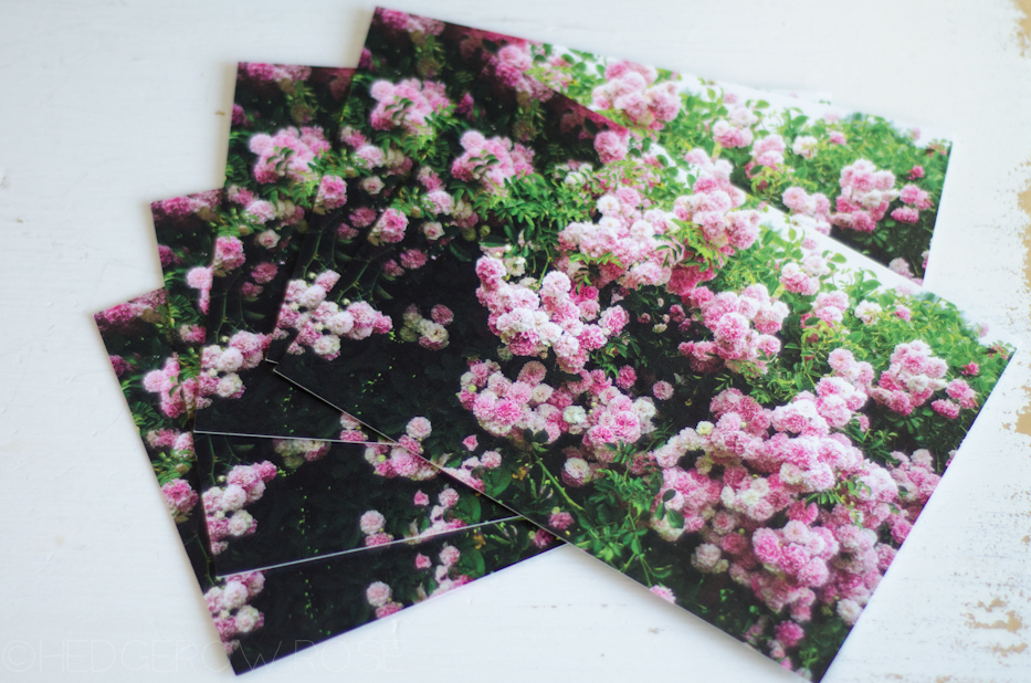 Elizabeth Park Rose Postcard Set 2