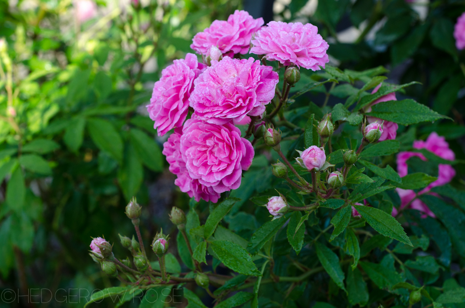 Gartendirektor Otto Linne 7