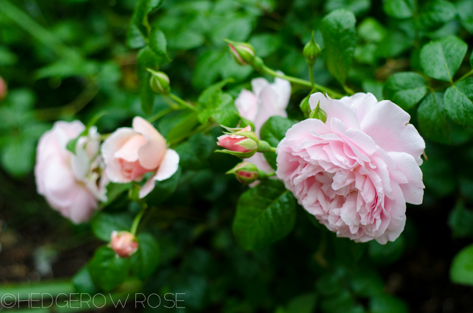 Strawberry Hill Rose in June 2013 2