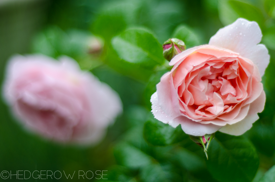 Strawberry Hill Rose in June 2013