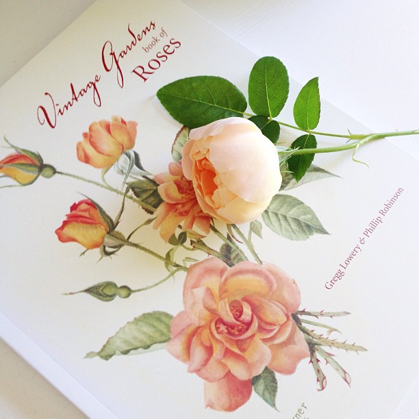 Book Giveaway! The Vintage Gardens Book of Roses