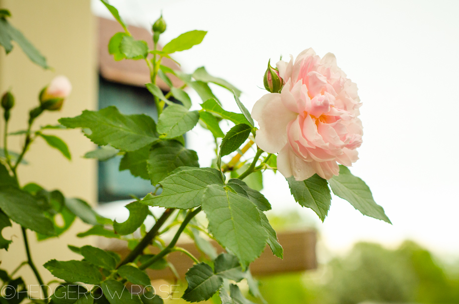 arcata pink globe making a comeback5