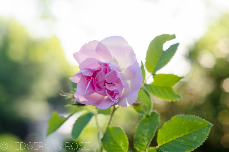 celsiana damask rose june 2013 10