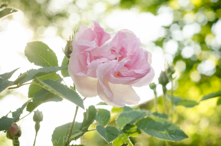 celsiana damask rose june 2013 5