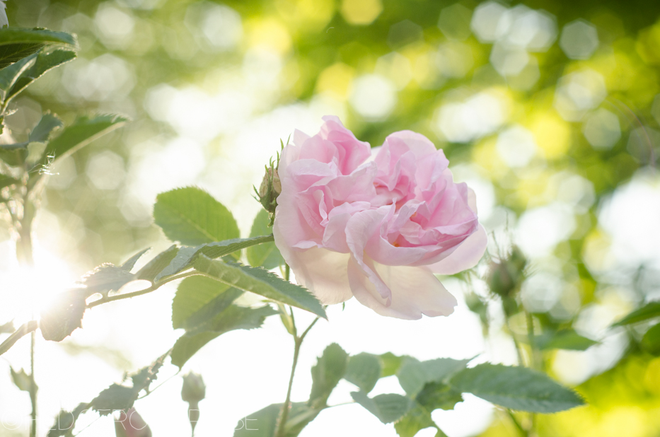 celsiana damask rose june 2013 8