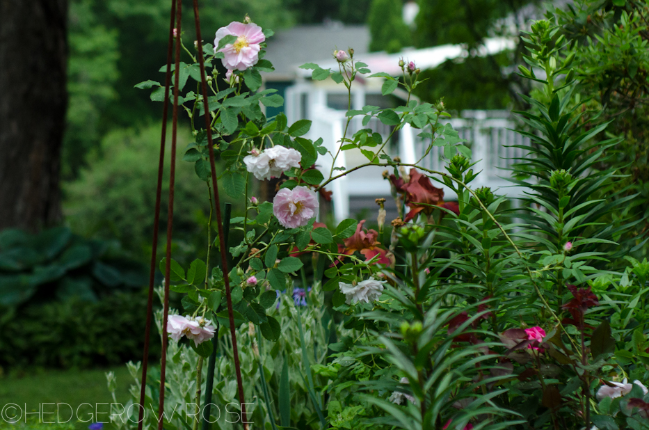 celsiana in the garden june 2013