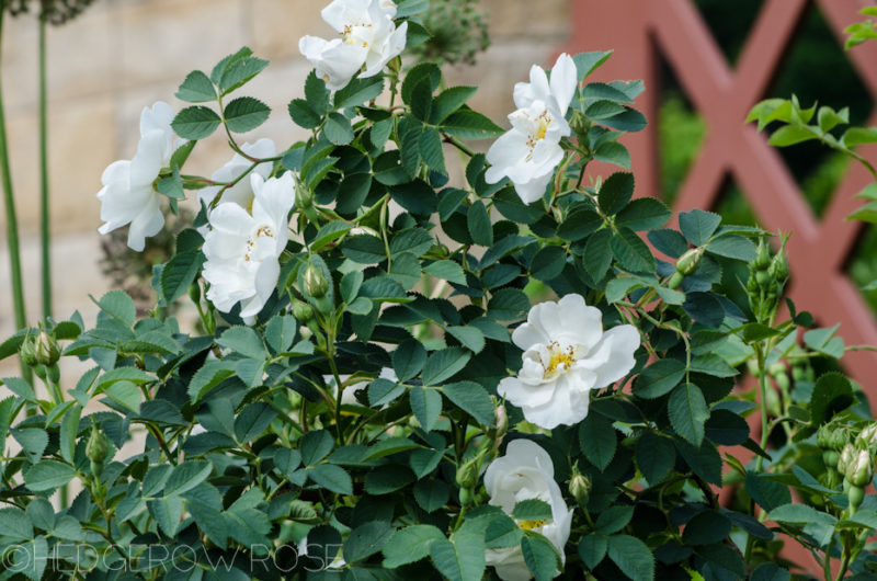 Rosa alba semi-plena – The White Rose of York? – Hedgerow Rose®