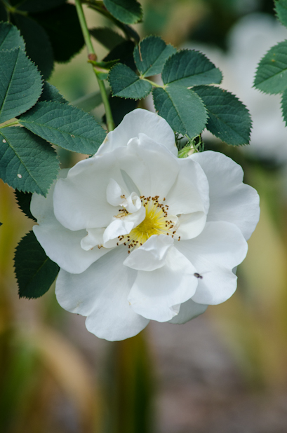 rosa alba semi plena june 2013 3