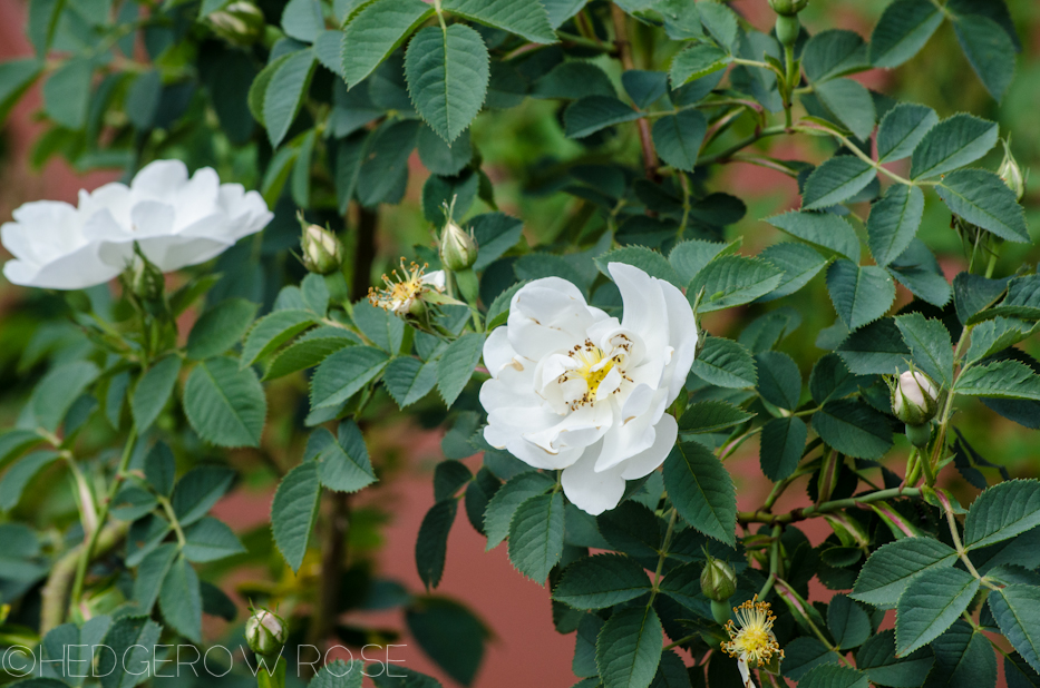 rosa alba semi plena june 2013 4