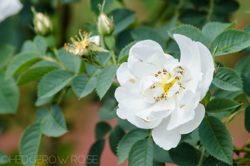 Rosa alba semi-plena – The White Rose of York? – Hedgerow Rose®