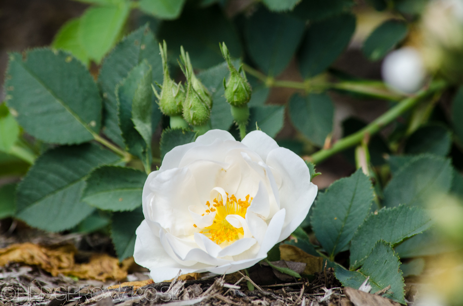 rosa alba semi plena june 2013 6